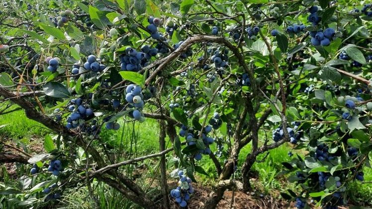 Niedersachsens Beerenanbauer können ihre Früchte nicht mehr kostendeckend absetzen. Bild: Landvolk Niedersachsen.