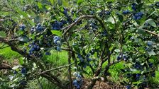 Niedersachsens Beerenanbauer können ihre Früchte nicht mehr kostendeckend absetzen. Bild: Landvolk Niedersachsen.
