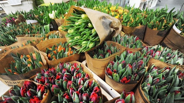 Die Bloomways-Tulpenaktion findet von KW12 bis KW13 statt. Bild: Bloomways.