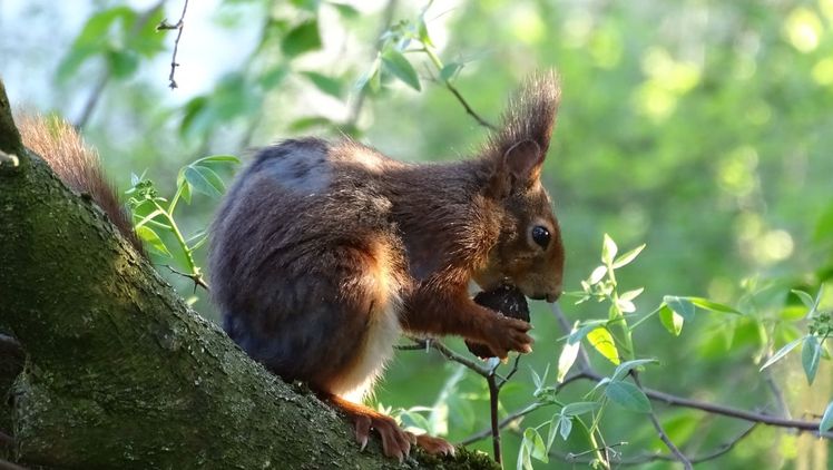 Baumfreund: Ohne Bäume keine Eichhörnchen! Die lustigen Gesellen bauen ihre Kobel gerne in Höhlungen im Stamm. Bild: GMH/Fachverband geprüfter Baumpfleger.