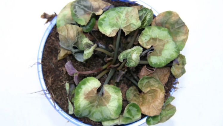 Pythium an Cyclamen. Bild: Syngenta.