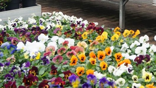 Zu Ostern werden auch Blumengeschenke gemacht. Bild: GABOT.