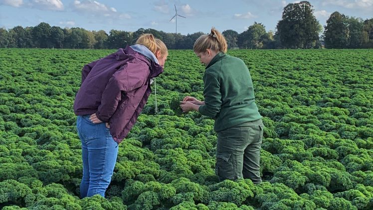 Bestandeskontrolle im Raum Vechta: In einigen Regionen Niedersachsens ist die Grünkohl-Ernte bereits im vollen Gange. Bild: LWK Niedersachsen.