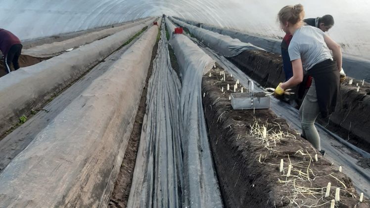 Elastische Spargelfolie. Bild: Fi trading. Elastische Spargelfolie. Bild: Fi trading.