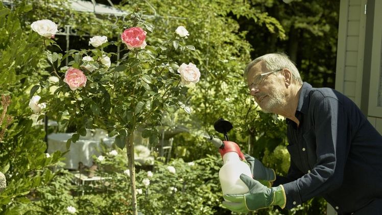 Ob Zwergrosen, Busch- oder Beetrosen, Strauchrosen, Kletterrosen oder Edelrosen - die "Königin der Blumen" bereichert jede grüne Oase. Bild: © Evergreen Garden Care.