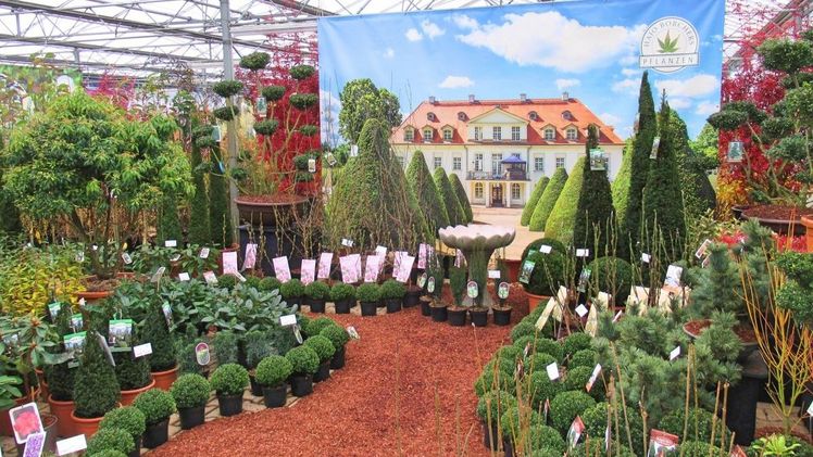 Wintermesse bei der Baumschule Hajo Borchers. Bild: Hajo Borchers.