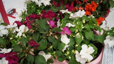 Silber für Impatiens walleriana Imara. Bild: GABOT.