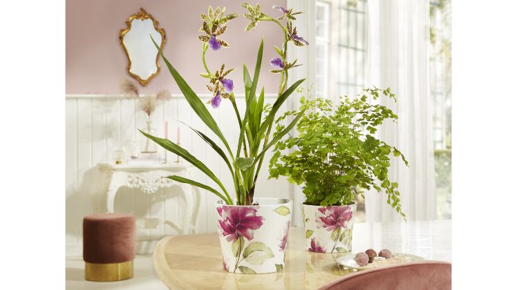 Ungetrübten Sonnenschein garantiert die Serie  Burgundy Rose. Bild: Scheurich.