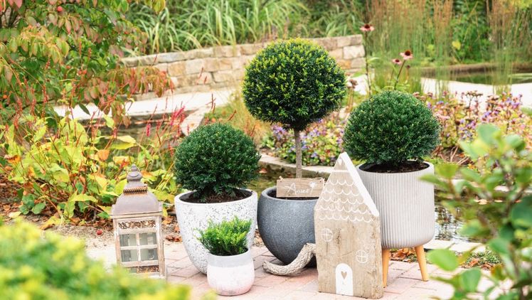Taxus baccata 'Renke's Kleiner Grüner'®. Bild: Renke zur Mühlen.