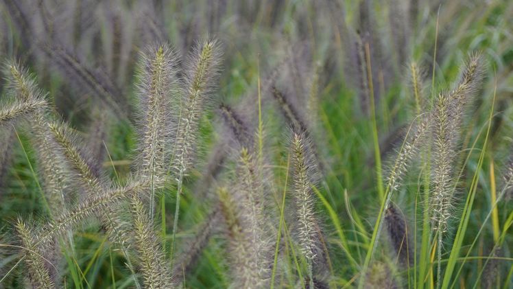 Grünlaubige Pennisetum gehören zu den invasiven Arten. Bild: GABOT. 