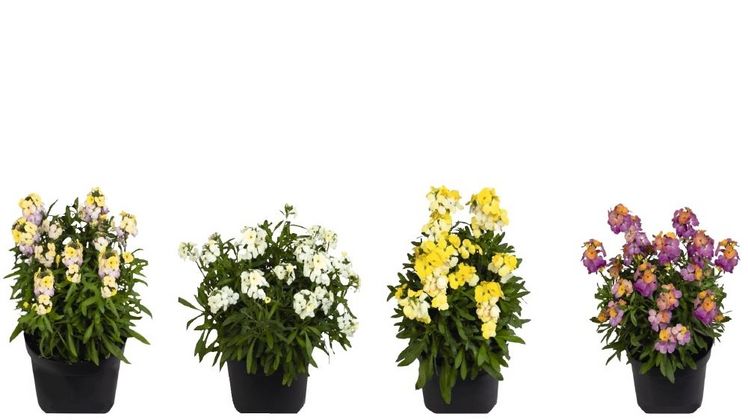 Die neue Serie „WallArt“ sind nicht nur perfekt für jedes Staudenbeet, sie schmücken auch jeden Balkon und jede Terrasse. Bild: Dümmen Orange.