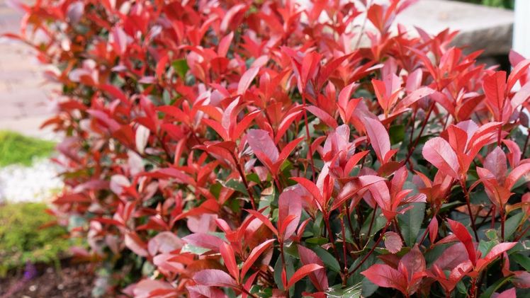Photinia Devil’s Dream® sorgt für feurigroten Kontrast im Beet.