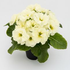 elodie lime. Bild: Ebbing-Lohaus.