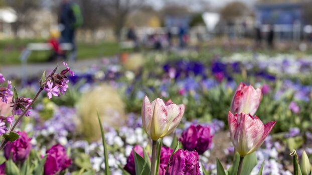 Tulpen im Egapark. Bild: © Stadtverwaltung Erfurt.