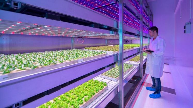 CODEMA hat umfangreiche Erfahrung mit allen Aspekten des mehrschichtigen Anbaus. Bild: CODEMA.