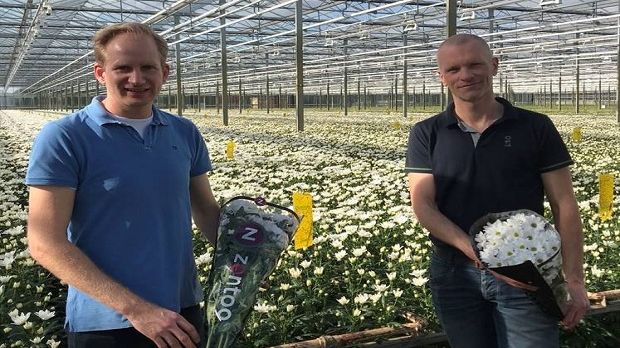 Van Geel Chrysanten wechselt komplett zu Zentoo. Bild: Zentoo.