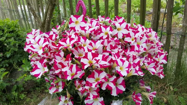 Danziger: Amore-Mio-Aktion ein Fiasko?