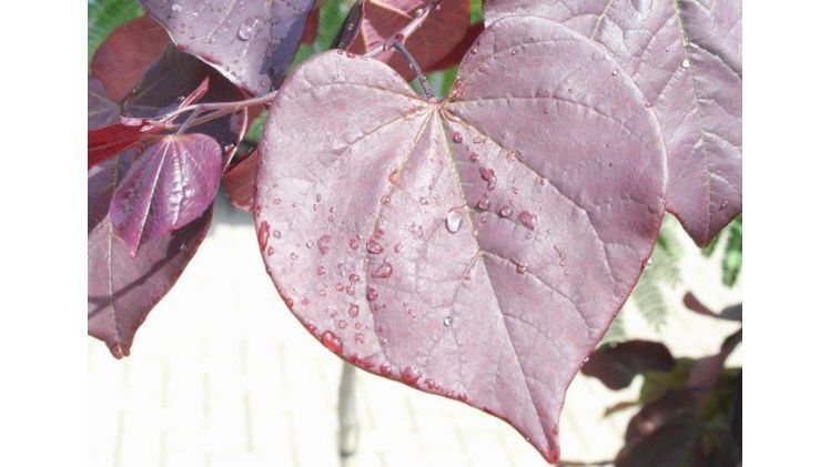Bei Cercis canad. 'Ruby Falls' (Herzblattbaum) ist das herzförmige, dunkelrote Laub ein Highlight. Bild: D. Oltmanns.