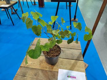 Cercis canadensis 'Zigzag'. Bild: © Florall.