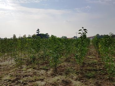 Saonara / Italien - Vivai Daniele Nicola - Obstgehölze auf Vollfeldern im gewachsenen Boden. Bild: GABOT.