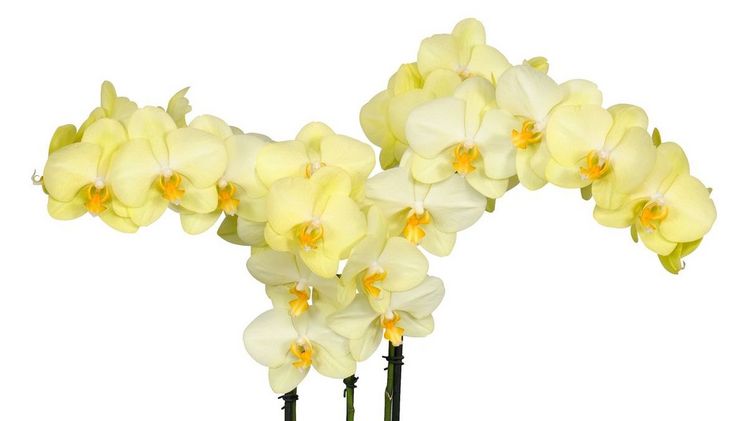 Die Phalaenopsis 'Volterra' hat schöne intensiv gelbe Blüten. Bild: Anthura.