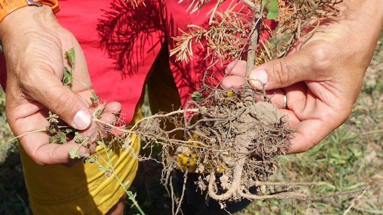 Wegen des verdichteten Bodens u-förmig aufgebogen ist die Pfahlwurzel des vertrockneten Tannenbäumchens. Bild: IGW.