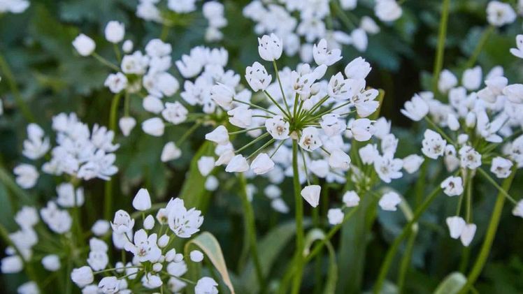 Zierlauch Allium neapolitanum. Bild: © Bruno Nebelung GmbH/Kiepenkerl. 