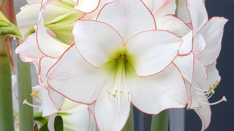 Manche Sorten sind sogar zweifarbig. So zeigt beispielsweise die Amaryllis 'Picotee' ihre perfekten, schneeweißen Blüten mit einem feinen korallroten Rand. Bild: fluwel.de. 
