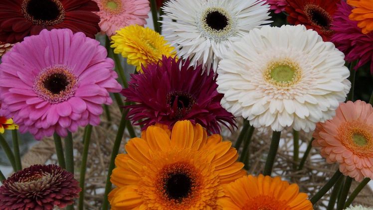 NL - Greenpeace untersucht erneut Blumen.