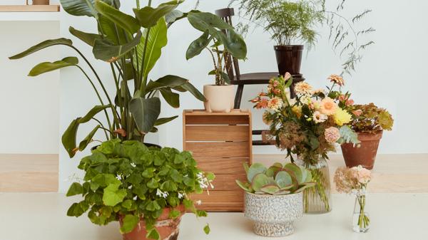 Blumenbüro Holland bietet inspirierende und informative Inhalte an (u. A. Artikel und Social Media-Posts), um die Bindung der Konsumenten mit Blumen und Pflanzen zu stärken. Bild: BBH.