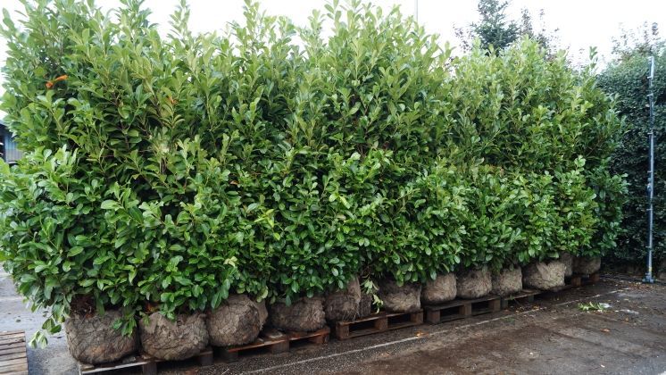 Angespannte Lage am Gehölzmarkt erfordert frühzeitige Disposition. Bild: GABOT.