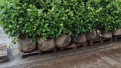 Etliche Pflanzen, Bäume sowie Sträucher im Gesamtwert von über 2.000 Euro sind während des nächtlichen Treibens entwendet worden. Bild: GABOT.