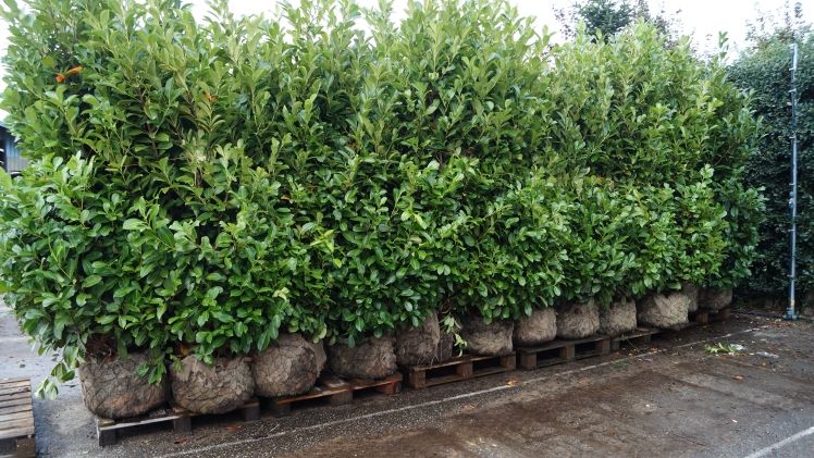 In NRW werden auf 3.840 Hektar Baumschulgewächse herangezogen. Bild: GABOT.