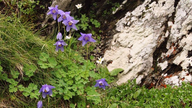 Eine hohe Biodiversität und besondere Formen z.B. des Akelei sind in den rumänischen Karpaten zu finden. Bild: Geir Moen.