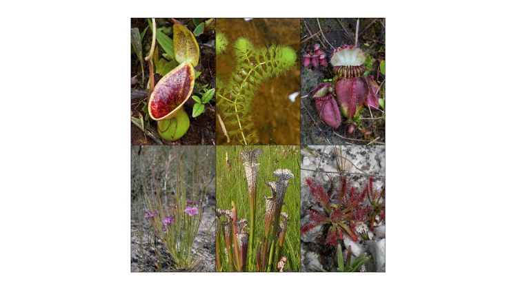 Beispiele von bedrohten fleischfressenden Pflanzen aus Südost-Asien, Europa, Australien, Brasilien und den USA. Bild: Robinson, Krueger und Fleischmann.
