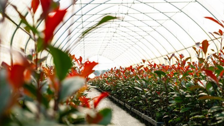 Anbau von Photinia 'Devil’s Dream'. Bild: Behrens Jungpflanzen. 