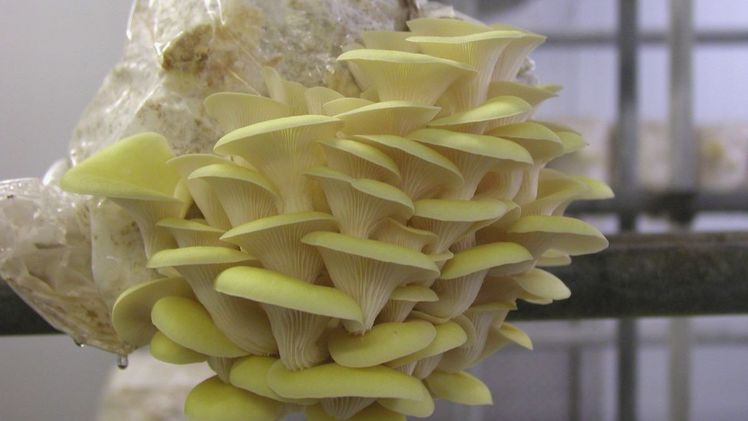 Der Limonenseitling, ein Verwandter des Austernseitlings, zählt zu den noch nicht so häufig kultivierten Edelpilzen. Bild: GMH/BDC.