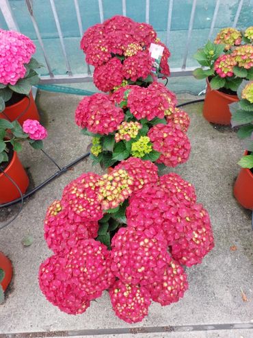 Magical Greenfire. Bild: Royal FloraHolland.