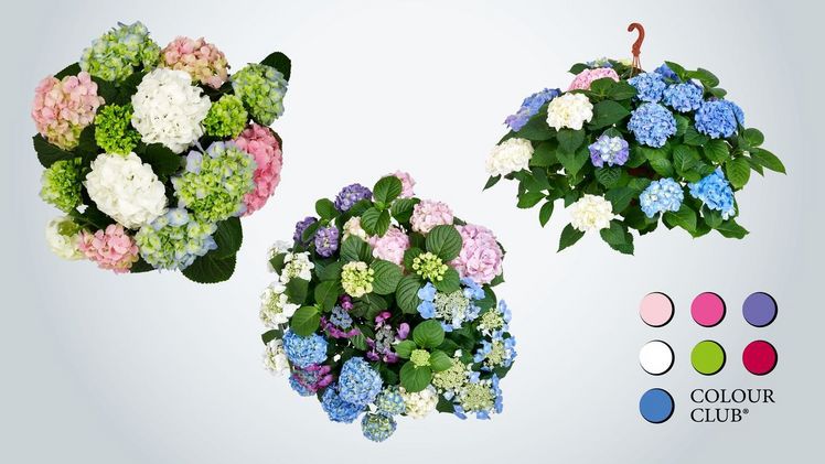 Die Colour-Club-Mixtöpfe, die den Deutschen Innovationspreis Gartenbau 2019 erhielt. Bild: Pellens Hortensien.