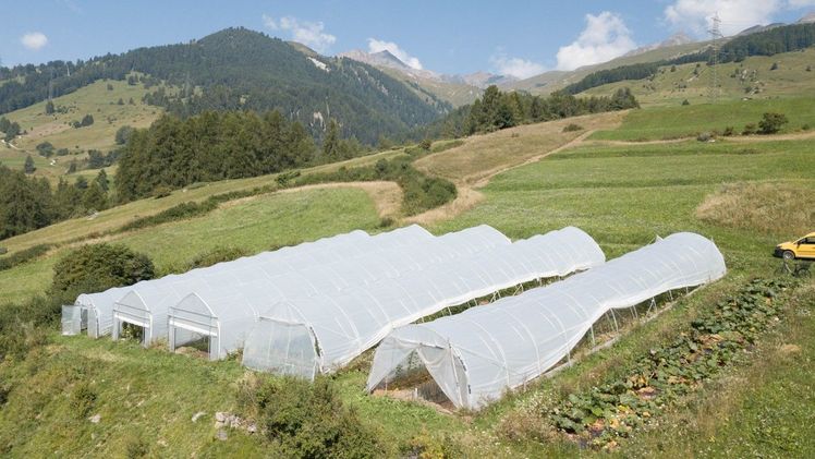 Die Gemüsesaison auf 1’400 Meter über Meer ist kurz. Bild: dep. 