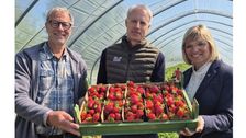 Tilman Keller, Bastian Soltau und Ute Volquardsen (v. li.) haben am 7. Mai die Erdbeersaison 2026 im Norden offiziell eröffnet. Bild: Dr. Laura Maxi Stange.
