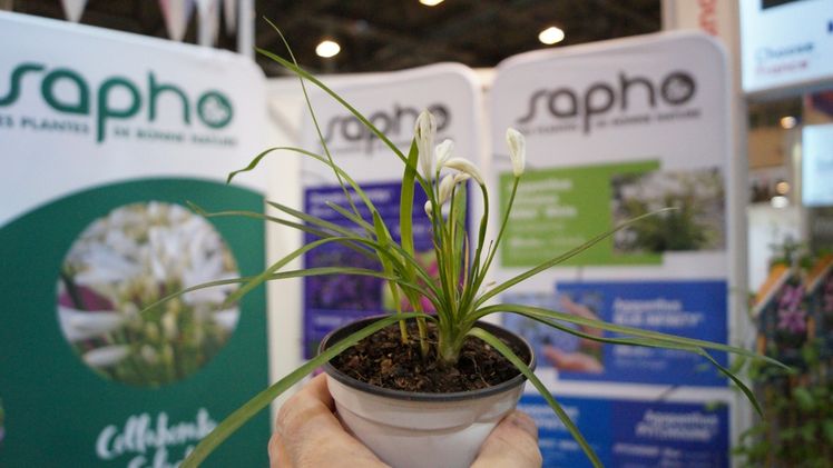 Agapanthus africanus NINA® White 'MONSAPHO'. Bild: GABOT.