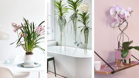 Orchideen: Neuer Styling-Test mit Deko-Tipps