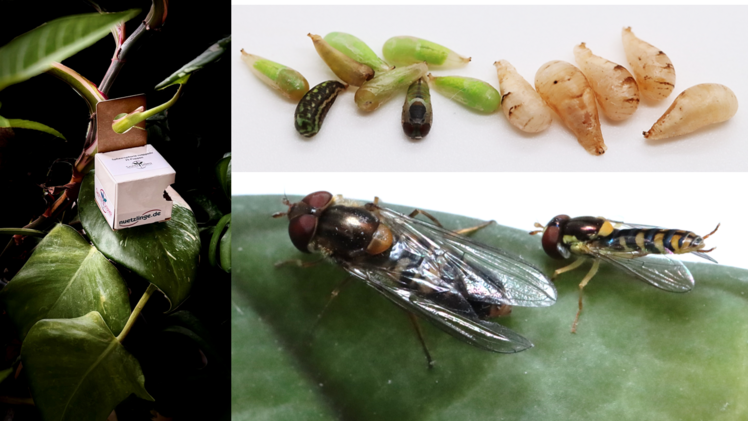 Schwebfliege Episyrphus balteatus und Sphaerophoria rueppellii. Bild: SAUTTER & STEPPER.