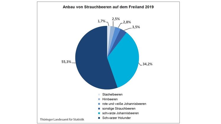 Der Anbau von Strauchbeeren im Freiland in Thüringen. Grafik: TLS.