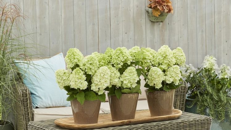 BLOOMULUS® in Kombination mit anderen Stauden und als attraktive Tischdekoration. Bild: BLOOMULUS®.