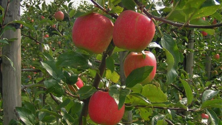 Beliebte Frühapfelsorte: Delbarestivale Ambassy. Bild: LWK Niedersachsen. Beliebte Frühapfelsorte: Delbarestivale Ambassy. Bild: LWK Niedersachsen.