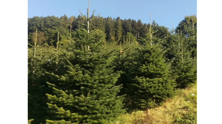Frische im Fokus. Bild: Forstbetrieb Gutzweiler.