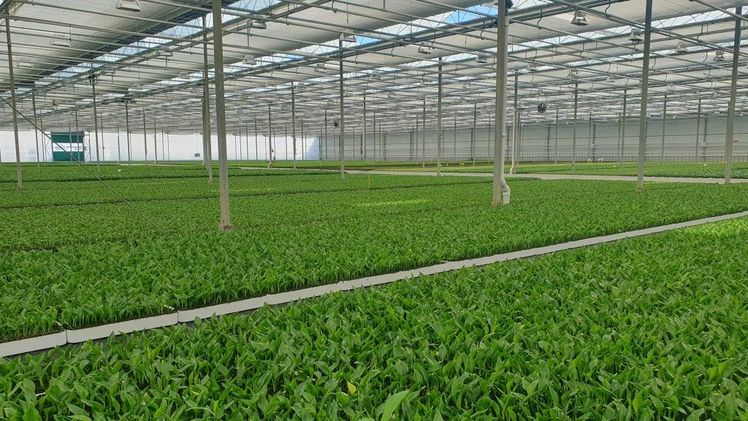 Der neue Produktionsstandort von Evanthia. Bild: Evanthia.