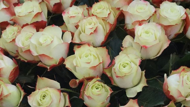 Viele Rosen, die bei uns vermarktet werden, kommen aus fernen Ländern. Bild: GABOT.